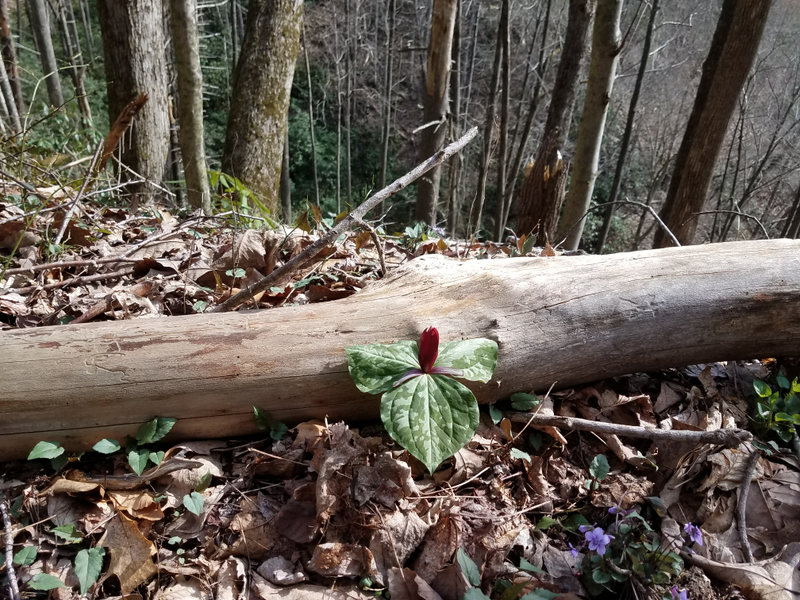 Lots of flowers just starting to bloom including this trillium